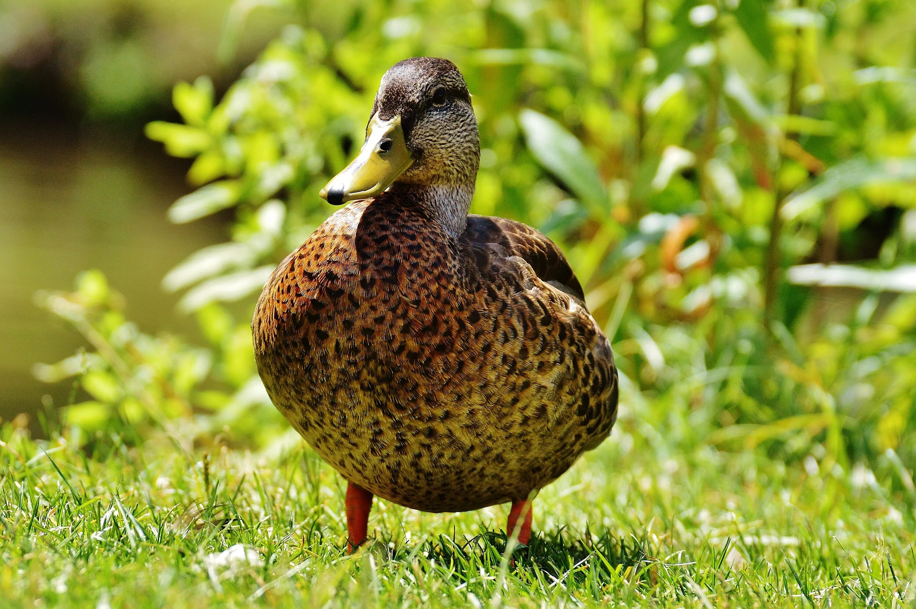 Duck duck images
