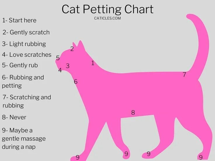 How to get a pet. How to pet a cat. where is the cat. petting cat. where is your cat.