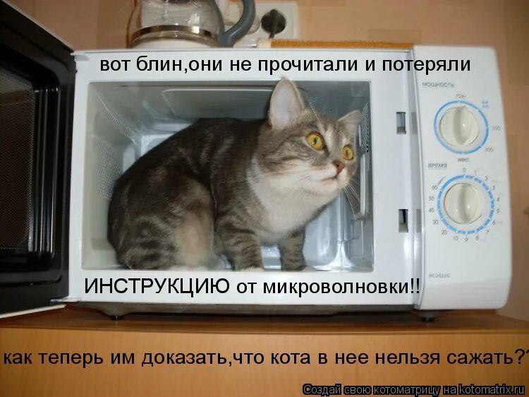 Можно сушить микроволновке. Прикольная микроволновка. Коты в микроволновке. Кот и микроволновка. Микроволновка прикол.