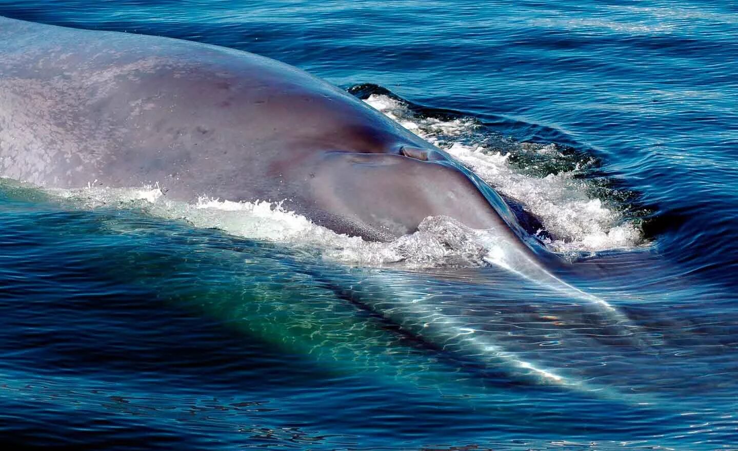 Кит самое большое млекопитающее. Голубой кит Balaenoptera musculus. Синий кит (голубой кит). Синий кит блювал. Блювал (голубой или синий кит).