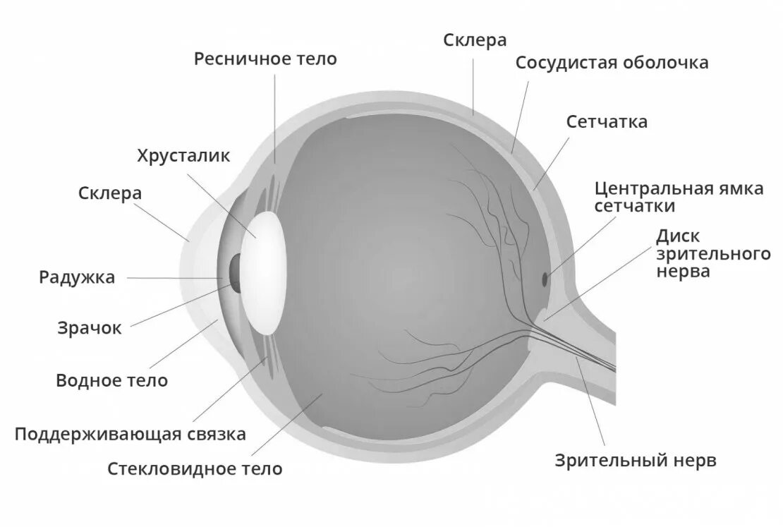 Обозначьте на рисунке строение глаза