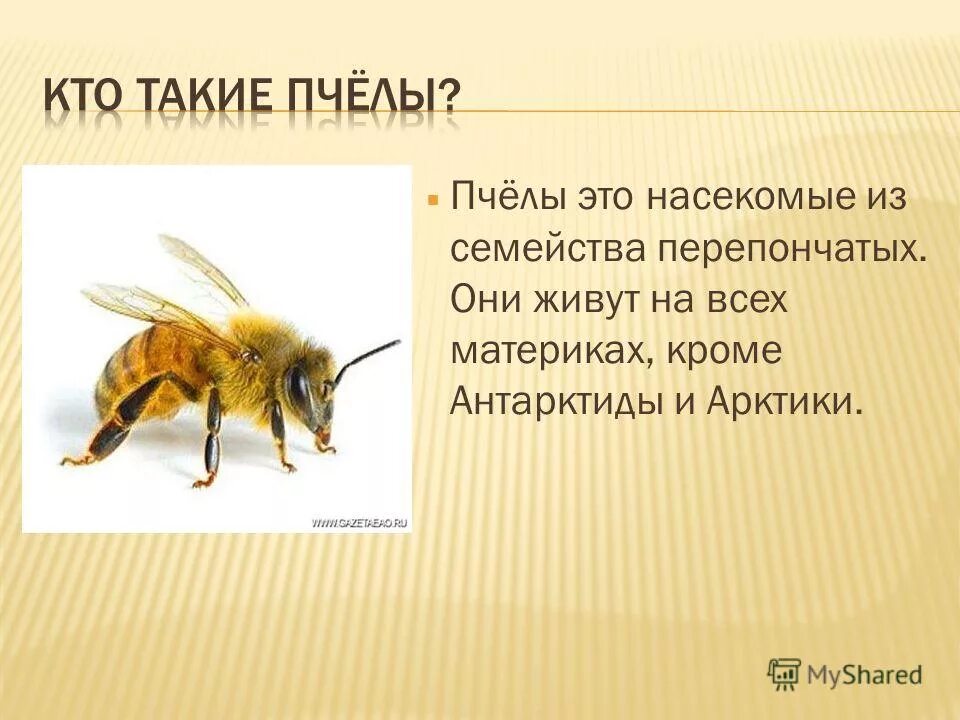 Пчелы относятся к насекомым. Тема пчел для презентации. Небольшой рассказ о пчеле. Доклад о пчелах. Пчела для презентации.