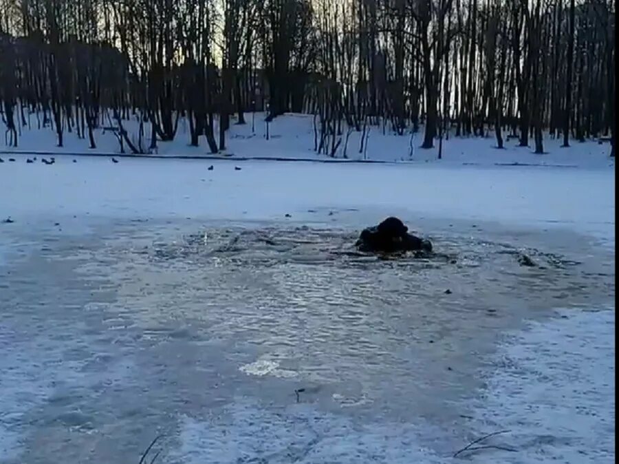 Спасение утопающих на льду. Утопил на льду человека. Девушка спасла тонущего