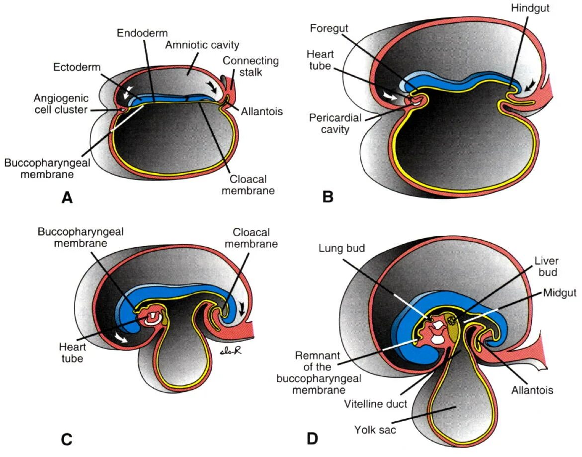 Trunk development
