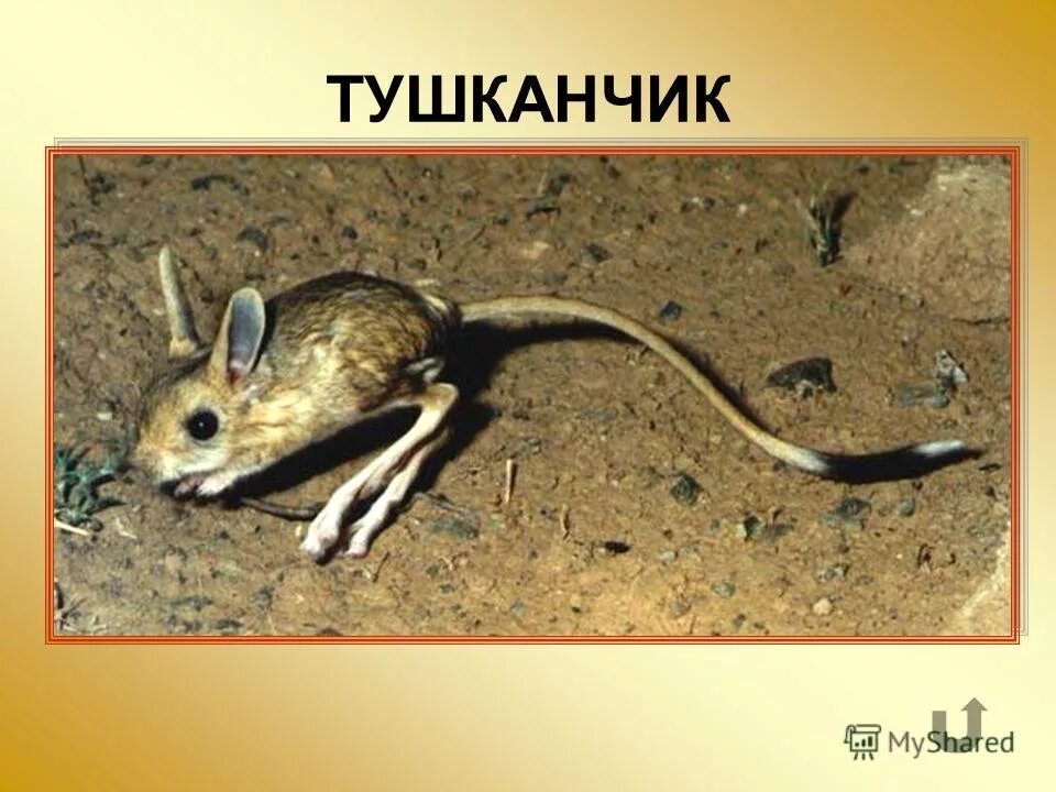 Тушканчик сообщение 4. Тушканчик презентация. тушканчик с надписью. тушканчик с подписью. тушканчик описание.