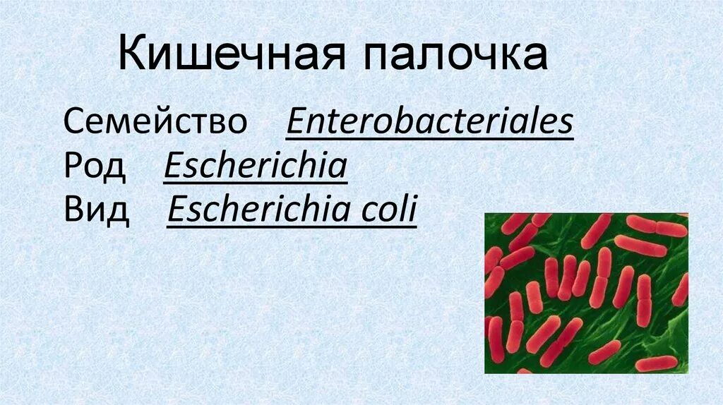 Кишечная палочка отзывы. Кишечная палочка семейство род вид. Кишечная палочка презентация. Кишечная палочка e.coli. Кишечная палочка род и вид.