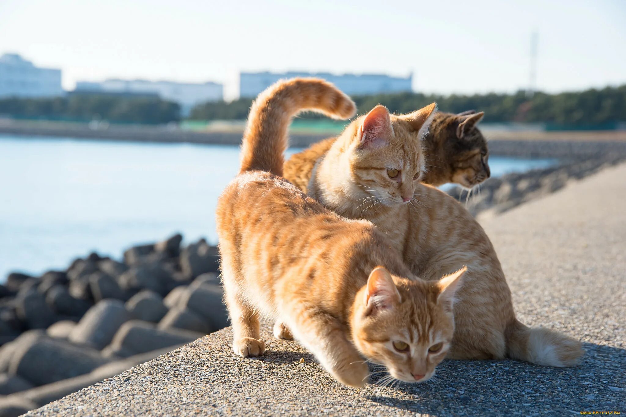 Два кота бегут. Коты. Три кошки. Котик на море. Обои кошки.