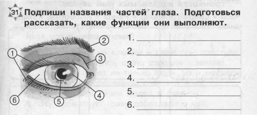 Орган зрения тест 8 класс биология