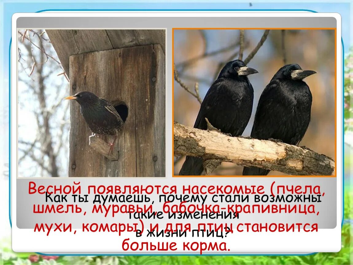 Изменения в жизни птиц весной. Жизнь птиц весной 2 класс. В гости к весне 2 класс. Вестники весны схема.