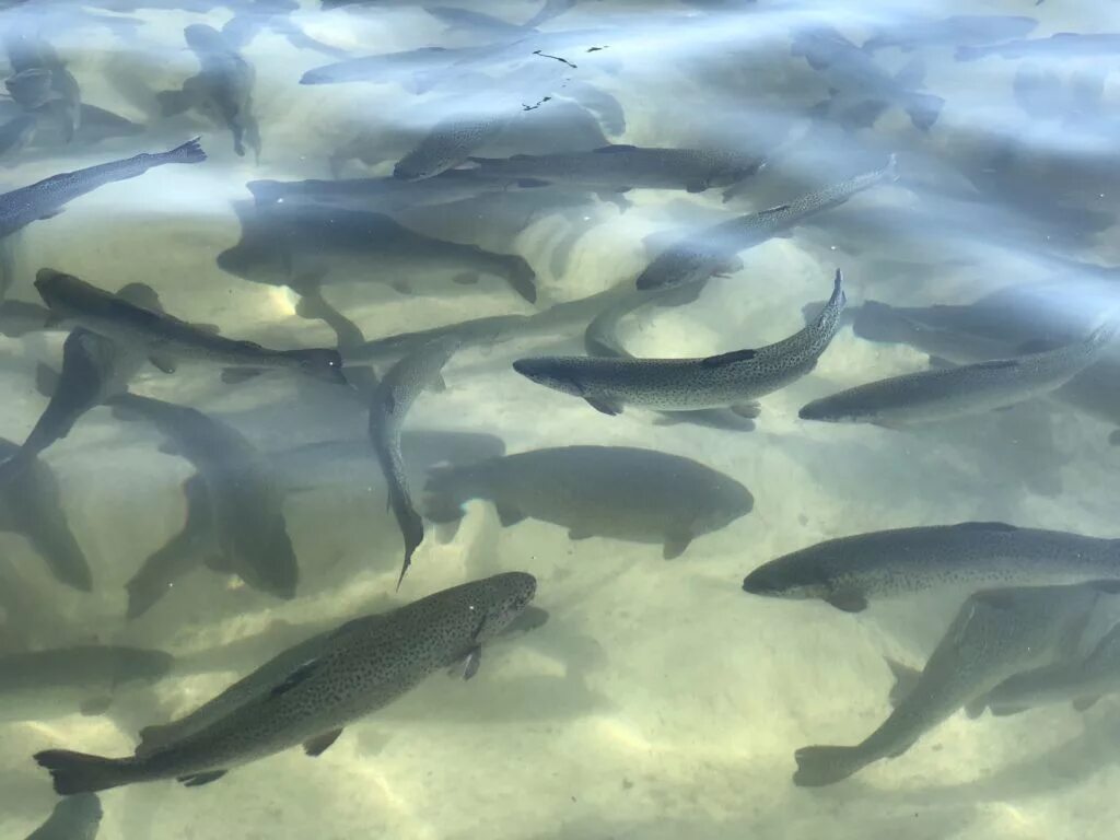 Виды выращивания рыб. Рыба в пруду виды. Форелевая ферма в карелии. Какую рыбу р. Рыбоводство породы рыб.