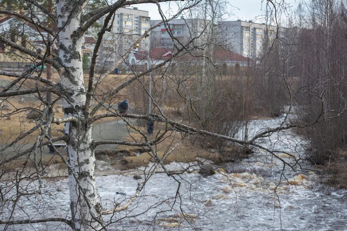 Погода в карелии в апреле 2024. Карелия в апреле. Снег в апреле. Петрозаводск в апреле. Дождь в апреле.