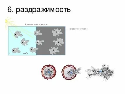 Движение амебы от кристаллика соли