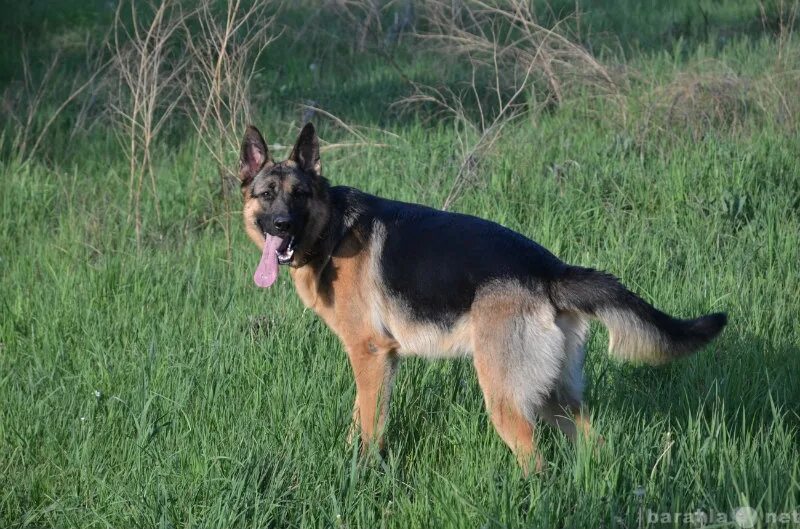Немецкая овчарка спаривается. Альтенбургская овчарка. Кобели для вязок немецкой овчарки. Кобели для вязок немецкой овчарки. Вязка овчарок.