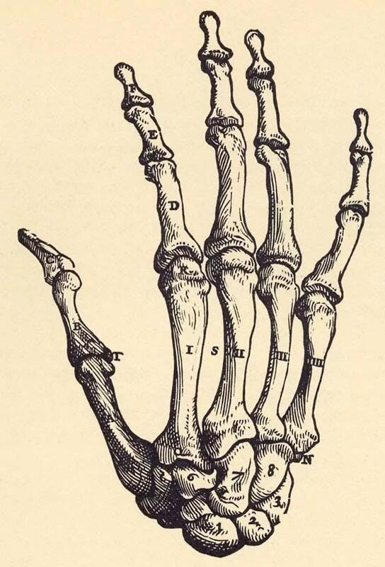 Skeleton hands