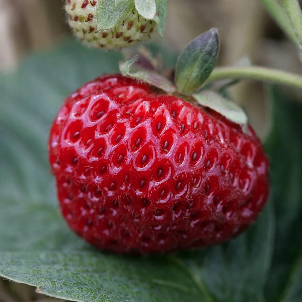 Мице шиндлер клубника фото описание. Земляника мице шиндлер. сорт клубники мице шиндлер. земляника (сорт мице шиндлер. земляника садовая мице шиндлер.