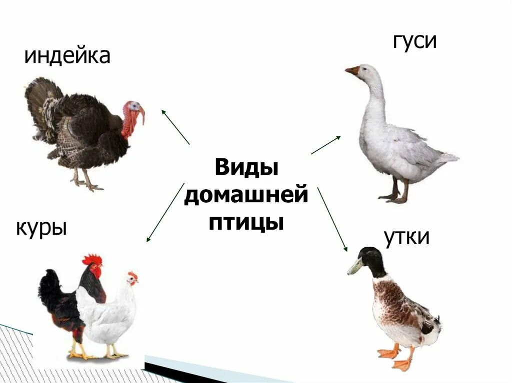 Гусь на какой вопрос отвечает. Домашние птицы. домашние птицы. курица, гусь, утка.. домашние птицы картинки.