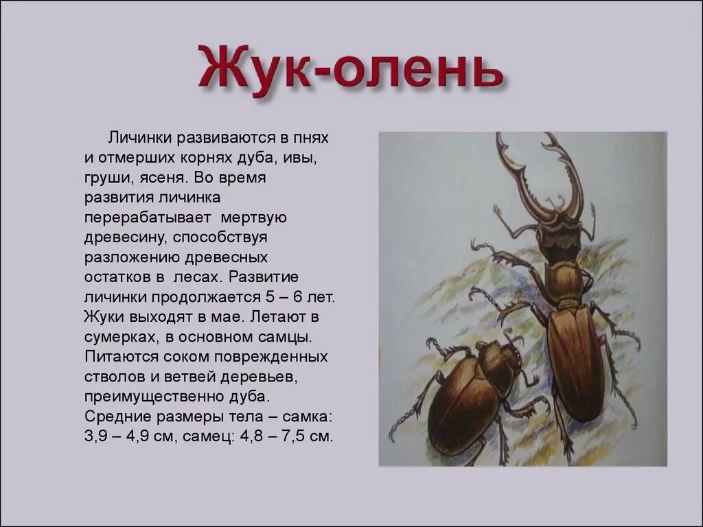 Жук олень длина тела: найдено 80 изображений