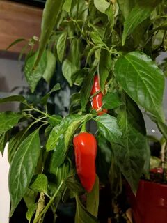 Pepper education
