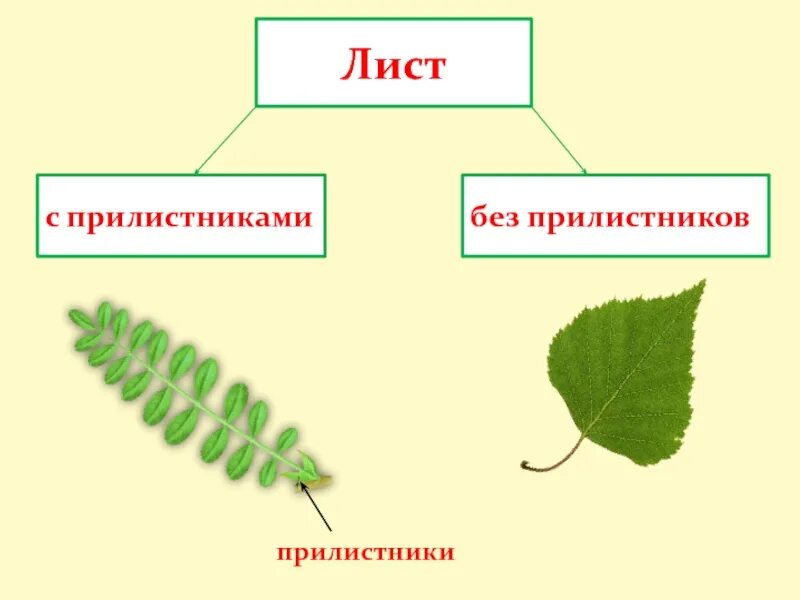 Горох строение листа. Строение листа с прилистниками. строение прилистника. листья гороха с прилистниками. приросшие прилистники листа.
