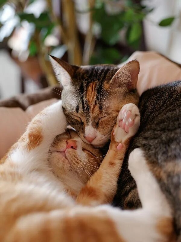 Киса мурка. Кошки любовь. Доброе утро обнимашки. Объятия животных. Любящие коты.