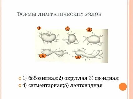 Форма лимфоузлов