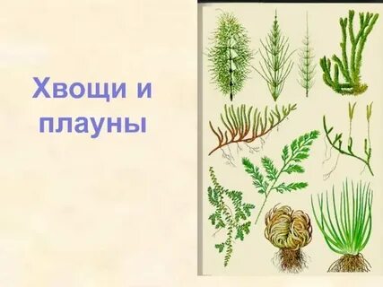 Характеристика плаунов и хвощей 7 класс