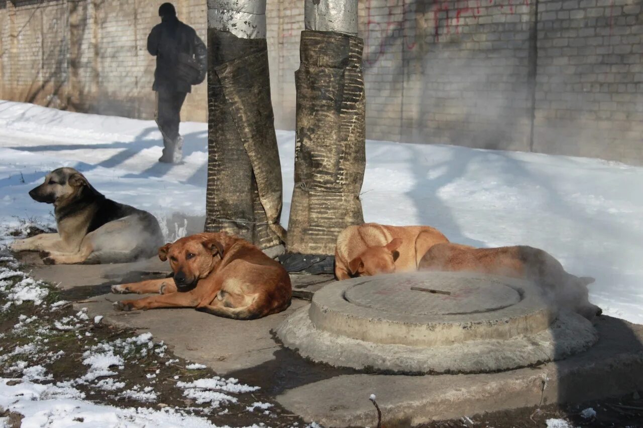 Собака греется