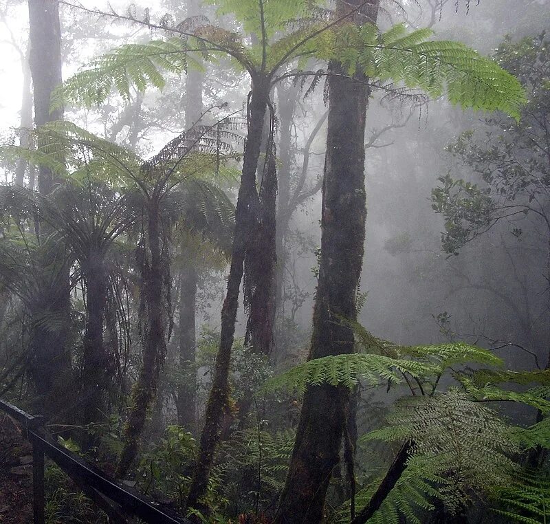 Туманные леса Кинабалу (Калимантан). Влажные тропические леса Борнео. Коста Рика туманный лес. Клауд Форест. Джунгли вечером в среду