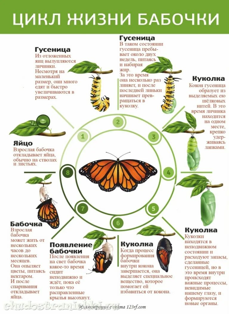 Развитие бабочки схема. Цикл жизни бабочки. Цикл развития бабочки. Жизненный цикл превращения бабочки. Цикл развития бабочки схема.