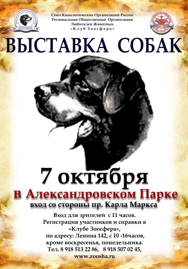 Собаки октябрь 2023. Перепутала хаски и волка. Собаки октябрь 2023. Собаки октябрь 2023. Аусси.