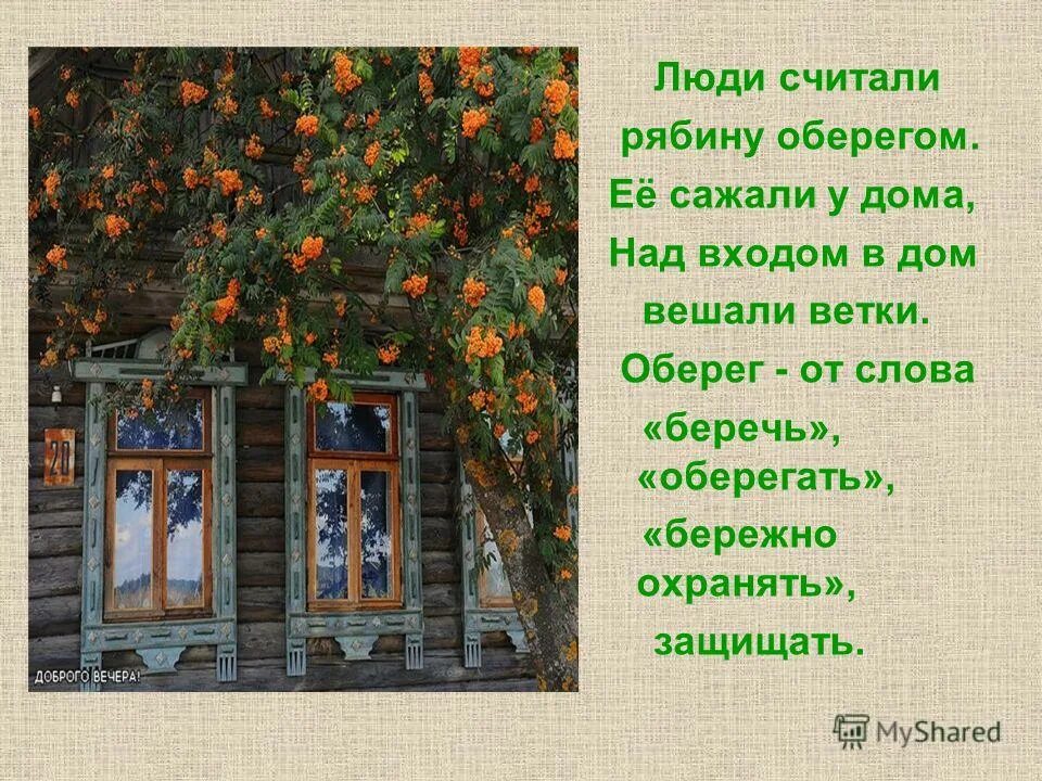 Примета повешенный. Приметы про рябину. Народные приметы о рябине. Приметы связанные с рябиной. Рябина приметы и суеверия.