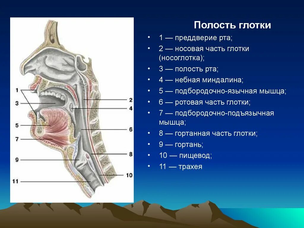 Между носом и ртом. Строение глотки вид сбоку. Строение ротовой полости человека сбоку. Носовая полость строение анатомия. Разрез носовой полости строение.