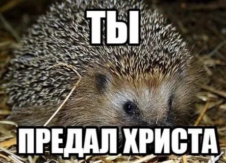 Я ежик