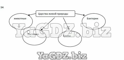 Заполни схему царства живой природы