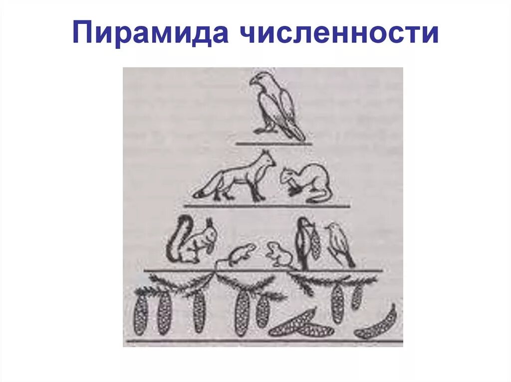 Экологическая пирамида численности. Экологическая пирамида чисел. Экологическая пирамида Элтона. Пирамида численности и биомассы.