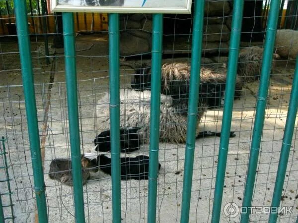 Санаторий октябрьский сочи зоопарк. Зоопарк санаторий октябрьский отзывы. Санаторий октябрьский сочи зоопарк. Санаторий октябрьский сочи зоопарк. Санаторий октябрьский сочи зоопарк.