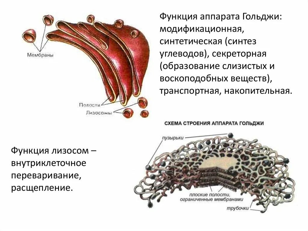 Мембрана аппарата Гольджи. Аппарат Гольджи Синтез лизосом. Функции лизосом и аппарата Гольджи. Образование лизосом в комплексе Гольджи.