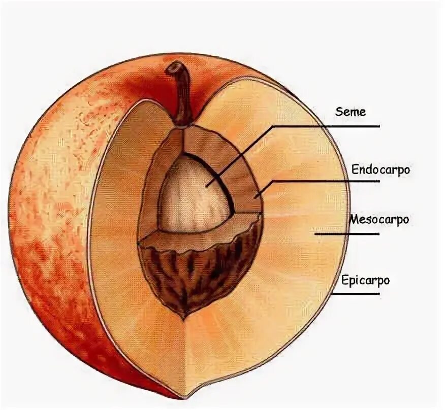 Строение косточки персика. Строение плода персика обыкновенного. Эндокарпий у костянки. Околоплодник персика. Из чего образуется плод абрикоса впр