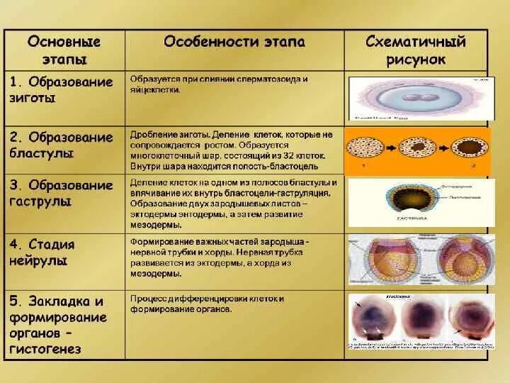 Основные этапы развития зиготы. Яйцеклетка, бластула, морула. Таблица образование зиготы образование бластулы. Основные этапы эмбрионального развития таблица.