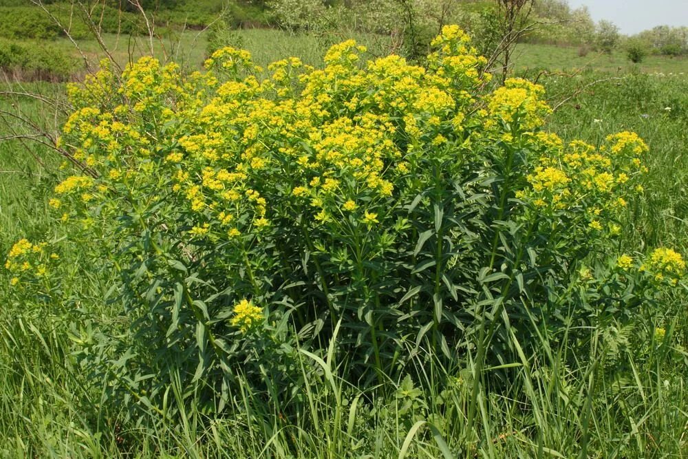 Молочай Палласа. Молочай palustris. Молочай Палласа Фишера. Молочай Палласа корень. Молочай корень мужик корень