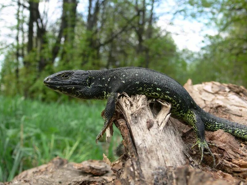 Прыткая ящерица обитает в. Прыткая ящерица Lacerta Agilis. Ящерица прыткая (лат. Lacerta Agilis). Прыткая ящерица меланист черная. Живородящая ящерица меланист.