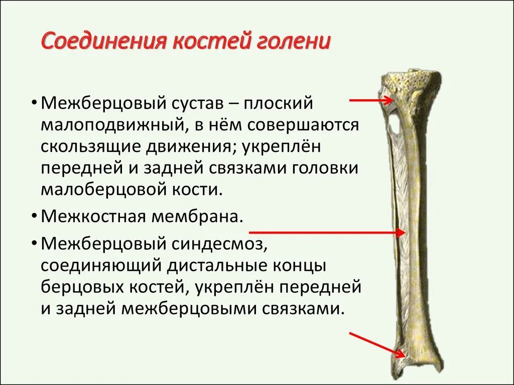 Кости голени соединения