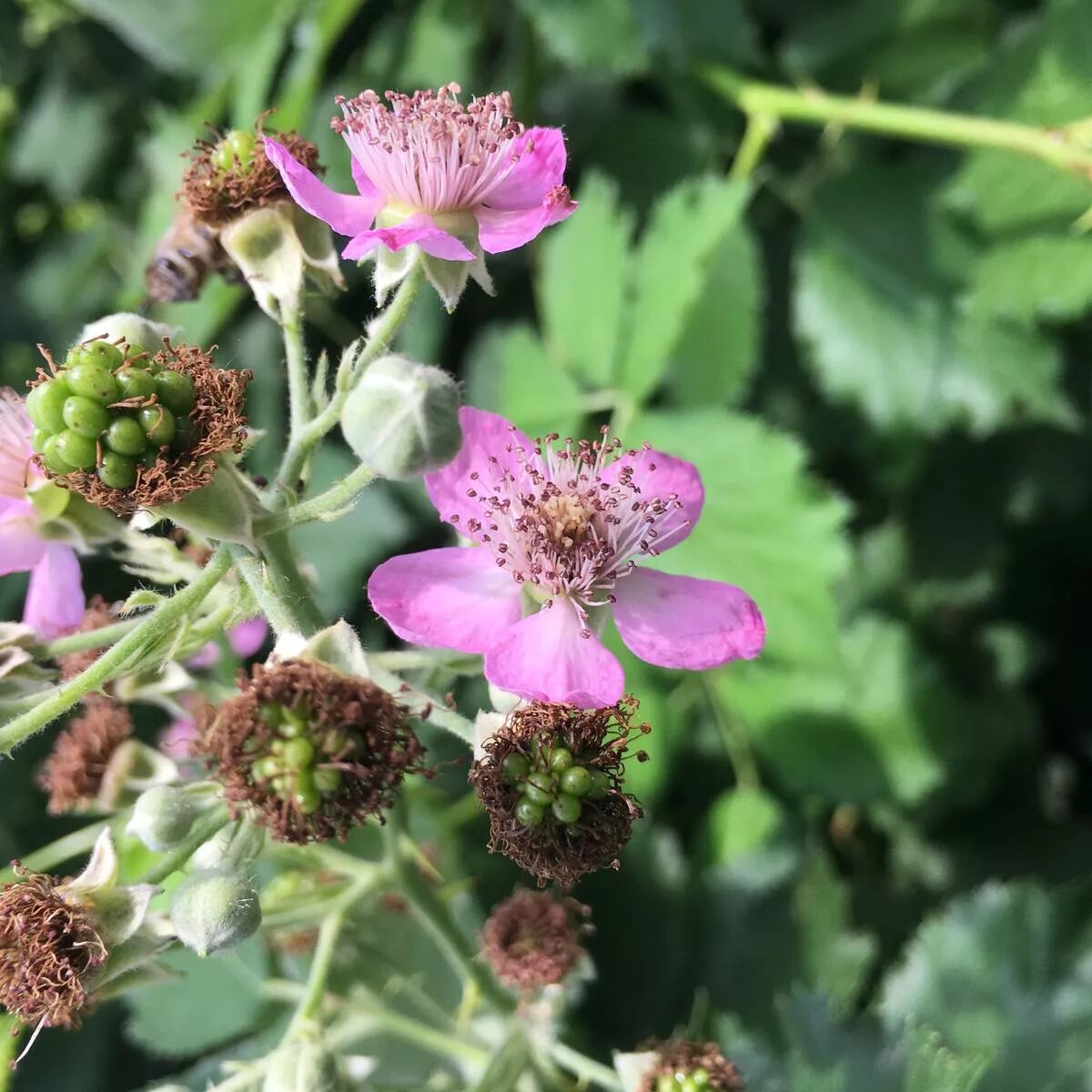 Розоцветные ежевика. Неспелая ежевика. Как цветет ежевика. Цветущая ежемалина. Соцветие ежевики.