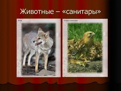 Санитары леса животные