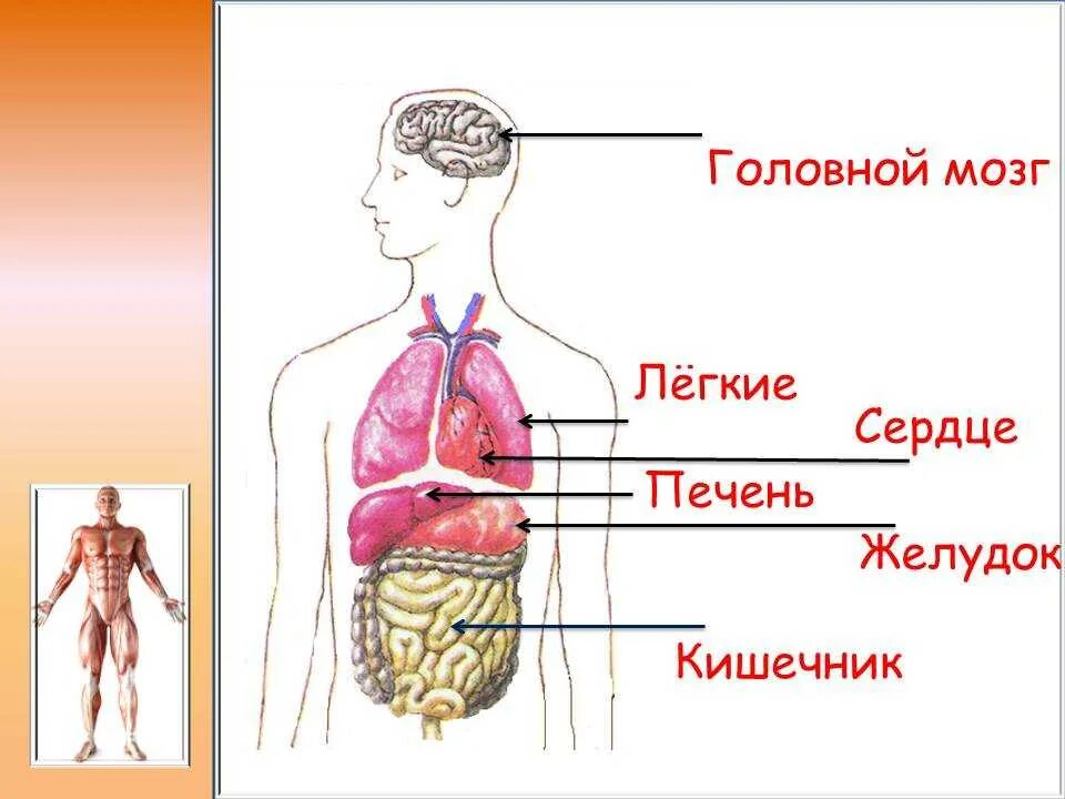Внутренне строение человека. Органы человека для детей. Строение человека для детей. Внутренние органы человека для детей