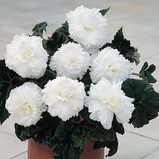 Бегонии фимбриата
