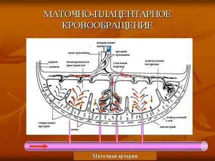 Плацентарное кровообращение