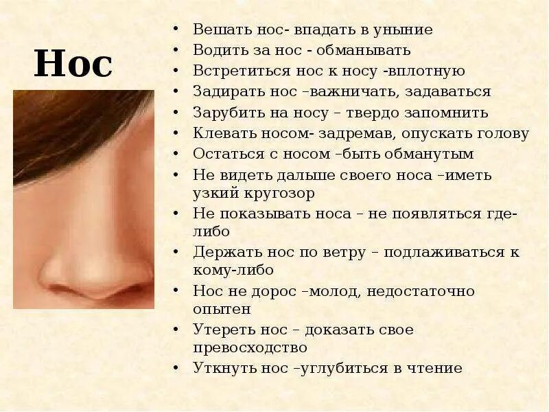 Переносица значение. Наружнее строение носа. Формы носа. Наружное строение носа анатомия. Типы носов типы носов.