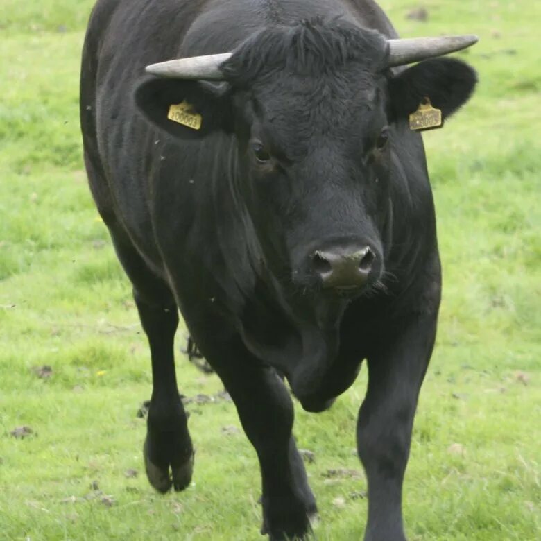 Племенной бык бугай. Бык. Быки производители. Порода герефорд бычки. Бык.