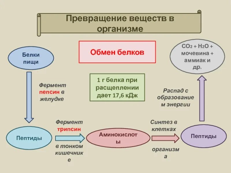 Превращение белков в пище. Превращение веществ. Превращение веществ в организме обмен белков. Превращение белков пищи в организме. Трансформация вещества.